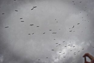 天空中群鸟飞翔