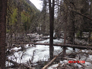 山间冰雪覆盖的树林景象