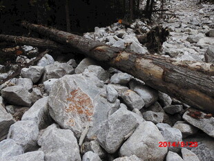 林间倒木与散落石块