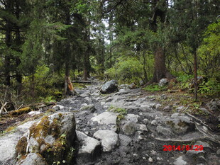 山间溪流穿林而过