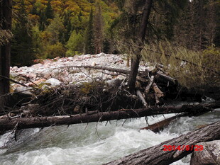 湍急溪流中的倒木与秋色