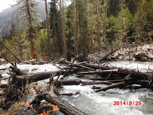 森林河流旁倒伏的枯木