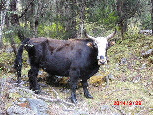 山林中的黑白花牛