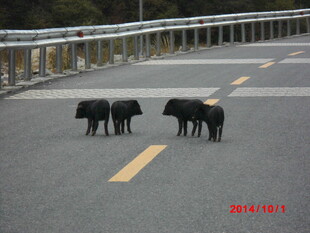 公路上的几只黑色动物
