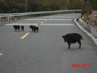 公路上的几头黑牛