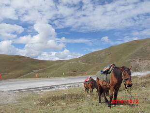 草原上的马匹与广袤风景