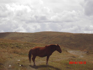 旷野中的孤独骏马