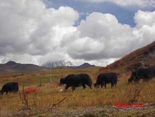 草原上的牦牛群