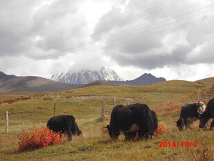 草原牦牛与远山美景