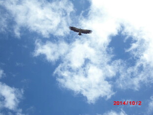 蓝天中翱翔的黑色飞鸟