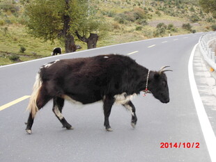 公路上行走的黑白花奶牛