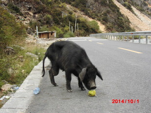 公路边觅食的黑色小猪