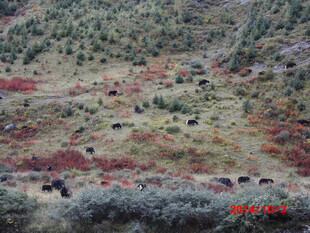 山间多彩植被景观