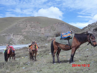 草原上驮运货物的马匹