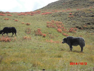 山坡上的两头黑牛