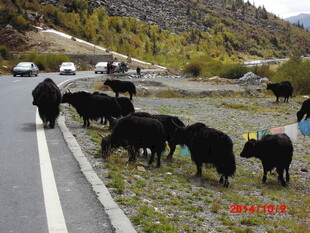 公路上的牦牛群