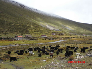 草原上的牦牛群