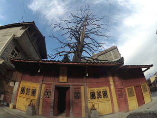 古庙宇前的光秃老树