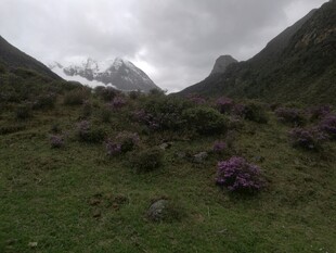 山间草地与紫色花卉景观