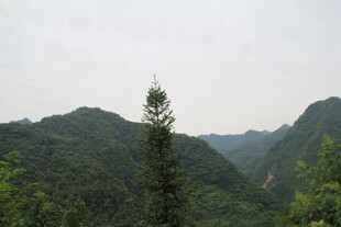 青山绿树间的挺拔孤树