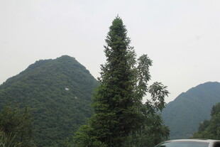 山间挺拔绿树与朦胧山峦