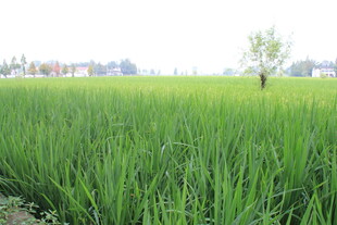 翠绿稻田中的孤独小树