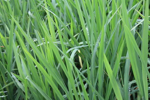 翠绿茂盛的青青麦苗