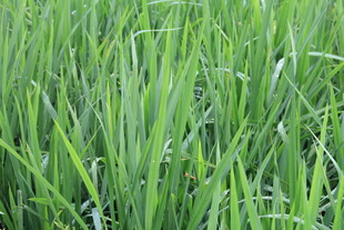 翠绿稻田 生机盎然