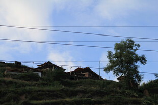山村景致 电线与绿树相伴