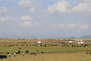 草原风光 牧人与牲畜