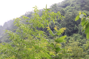 山林间繁茂的绿色植物