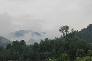 云雾缭绕的山林景色