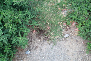 路边杂草间的垃圾