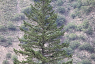 挺拔青松立于山间