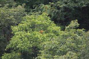 茂密葱郁的绿色树林