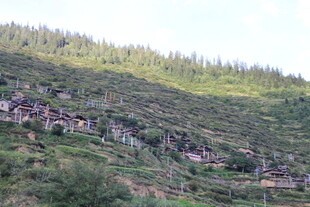 山坡上的繁茂植被景观