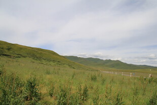 草原风光 绿意盎然的景致