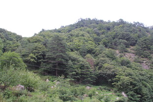 绿意盎然的山林景色