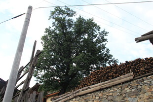 乡村屋顶旁的高大绿树