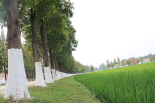 林荫旁的翠绿稻田