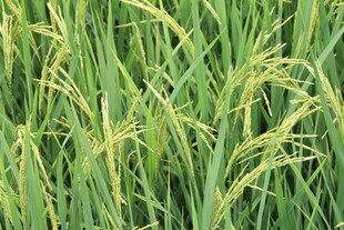 金黄稻田 展现田园之美