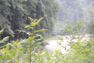 山林间的清新自然景致