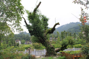 弯曲古木 山林独特景致