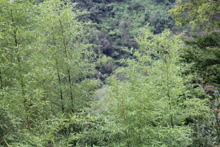 翠绿山林间的清新景致