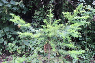 嫩绿小松树生长于林间