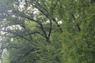 茂密葱郁的树林景观