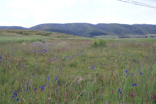 草原上的紫色野花景观