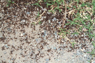 地面上忙碌的蚂蚁群