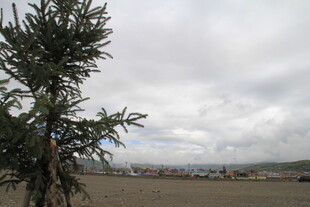 草原孤树与多云天空