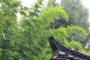 中式屋檐旁的葱郁绿意